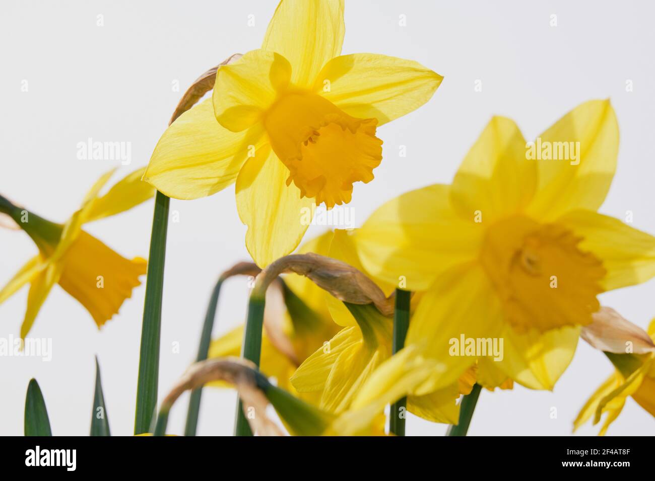 Beautiful, delicate, backlit yellow daffodil appears almost translucent in this hihg key image.  Blurred yellow petals of others in foreground. Stock Photo