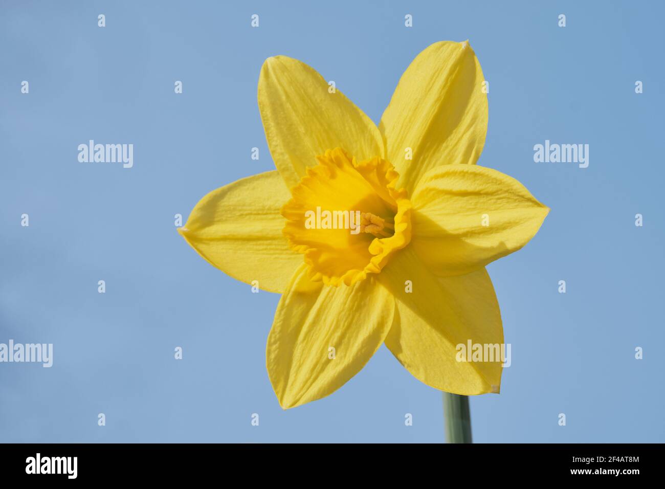 Portrait of single yellow daffodil flower clearly showing petals, stamens and pollen.  Flower stands in front of complementary cloudless, blue sky. Stock Photo