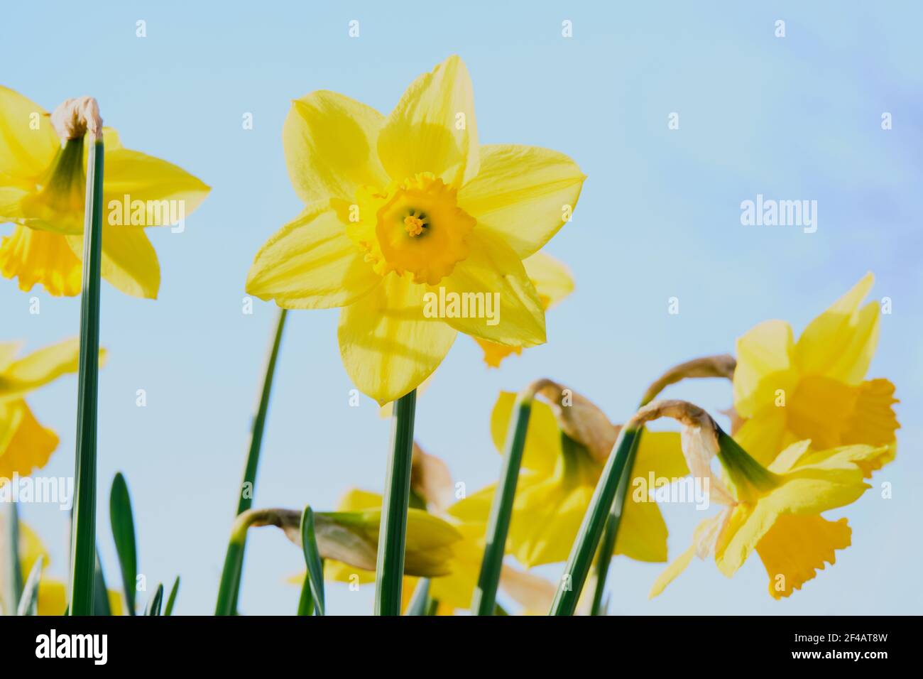 High key image of yellow daffodils.  One, facing directly forward is sharp while others are de-focused. Copy space. Stock Photo
