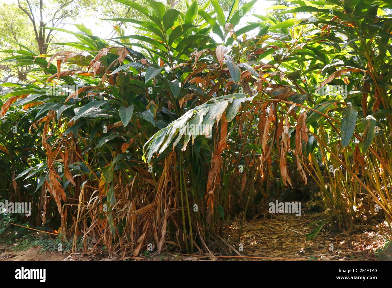 Cardamom guatemala hires stock photography and images Alamy