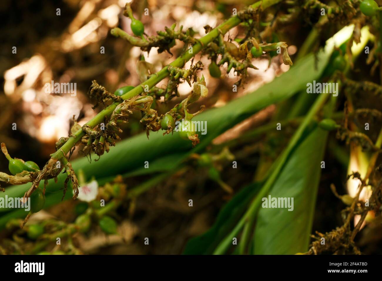 Cardamom guatemala hires stock photography and images Alamy