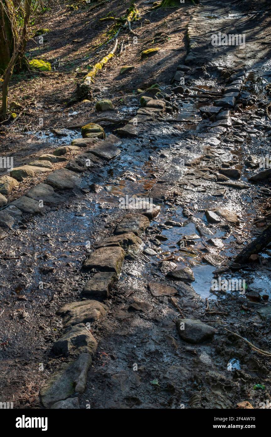 Old paved trackway in Ecclesall Woods, Sheffield, part-flooded by a stream after rain. Stock Photo