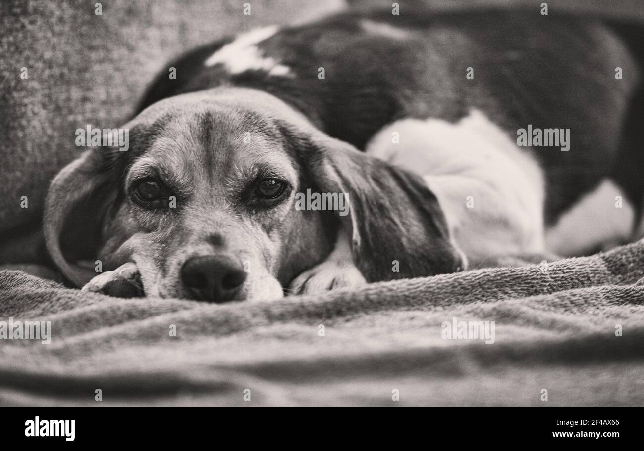 A Tri color English Beagle Canis Lupus Familiaris Looks Shyly Into The Camera Stock Photo Alamy