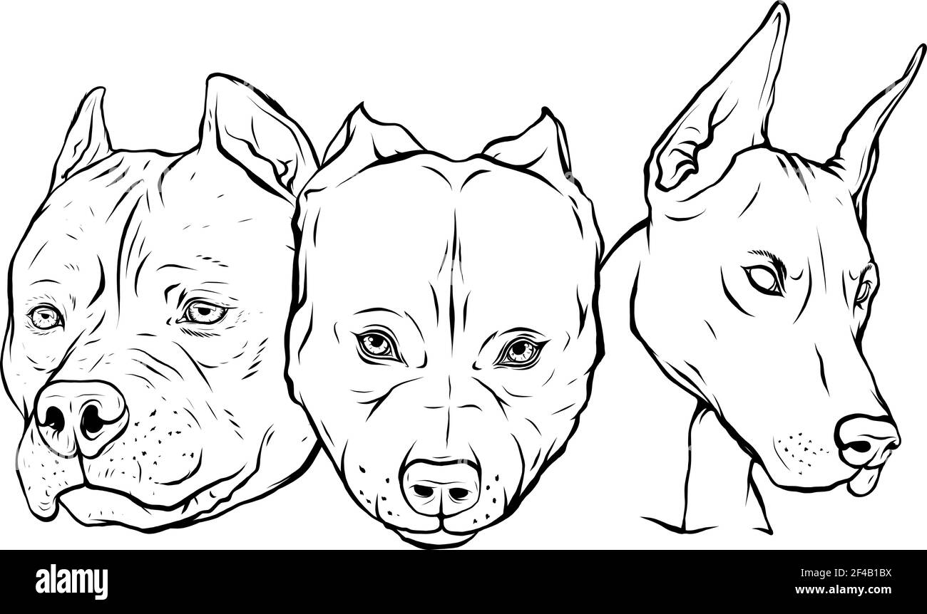 draw in black and white of Heads of dogs pitbull dobermann bulldog vector Stock Vector