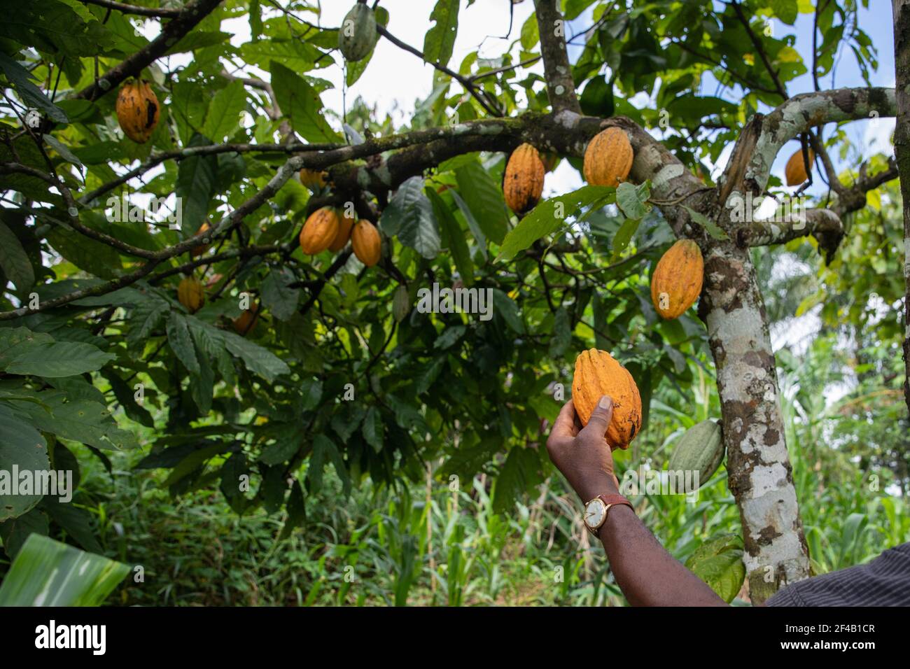 Cocoa plantation hires stock photography and images Alamy