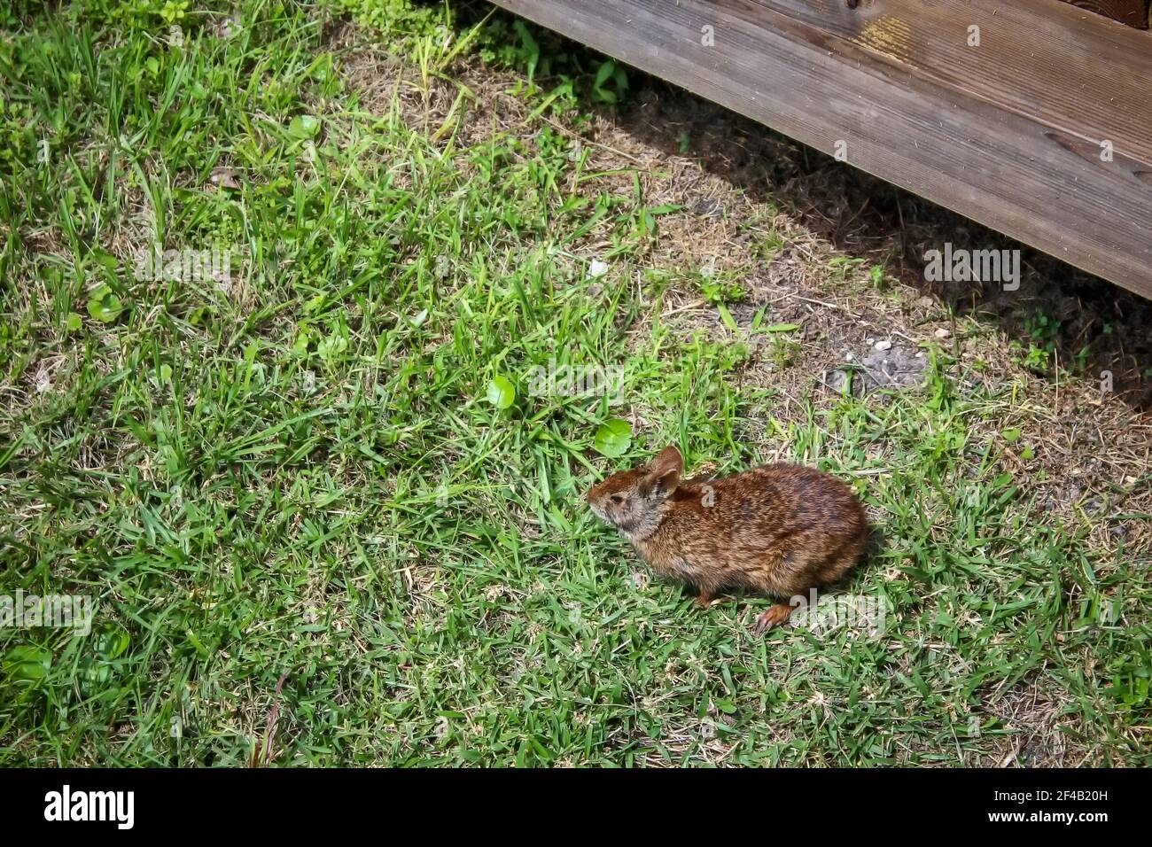 Little brown marsh rabbit in grass Stock Photo