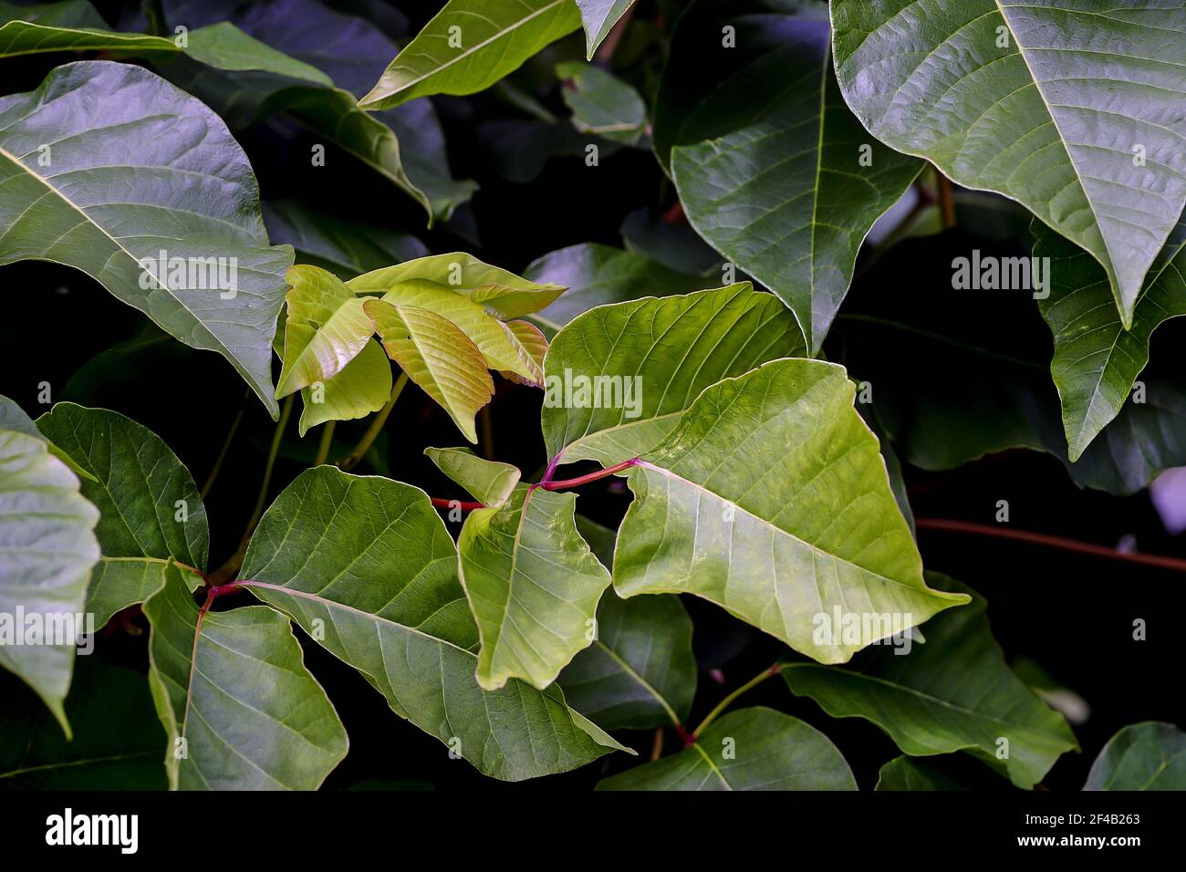Leaves of the medicinal plant (very poisonous) poison sumac, Rhus toxicodendron, in summer