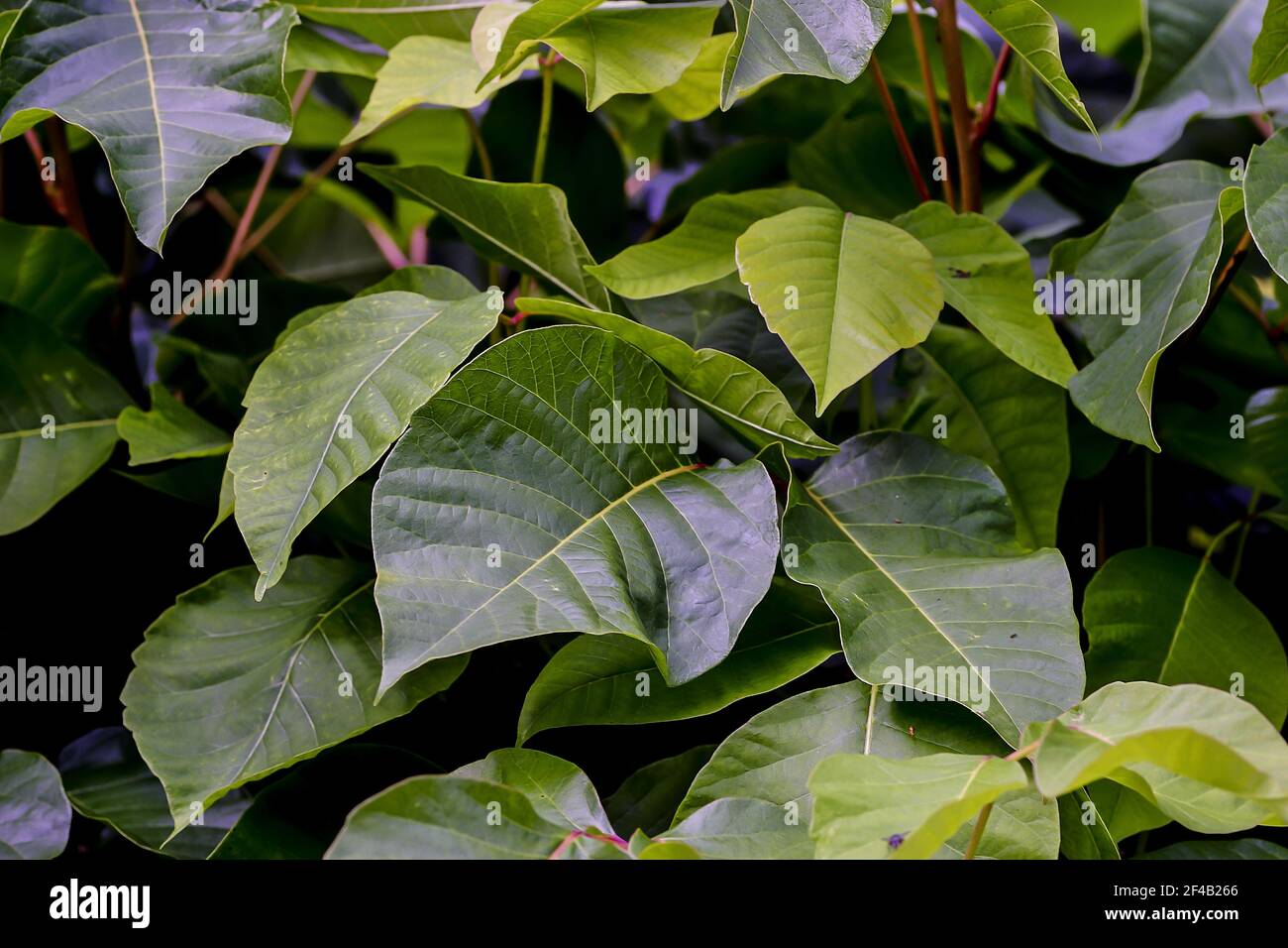 Poison sumac hires stock photography and images Alamy