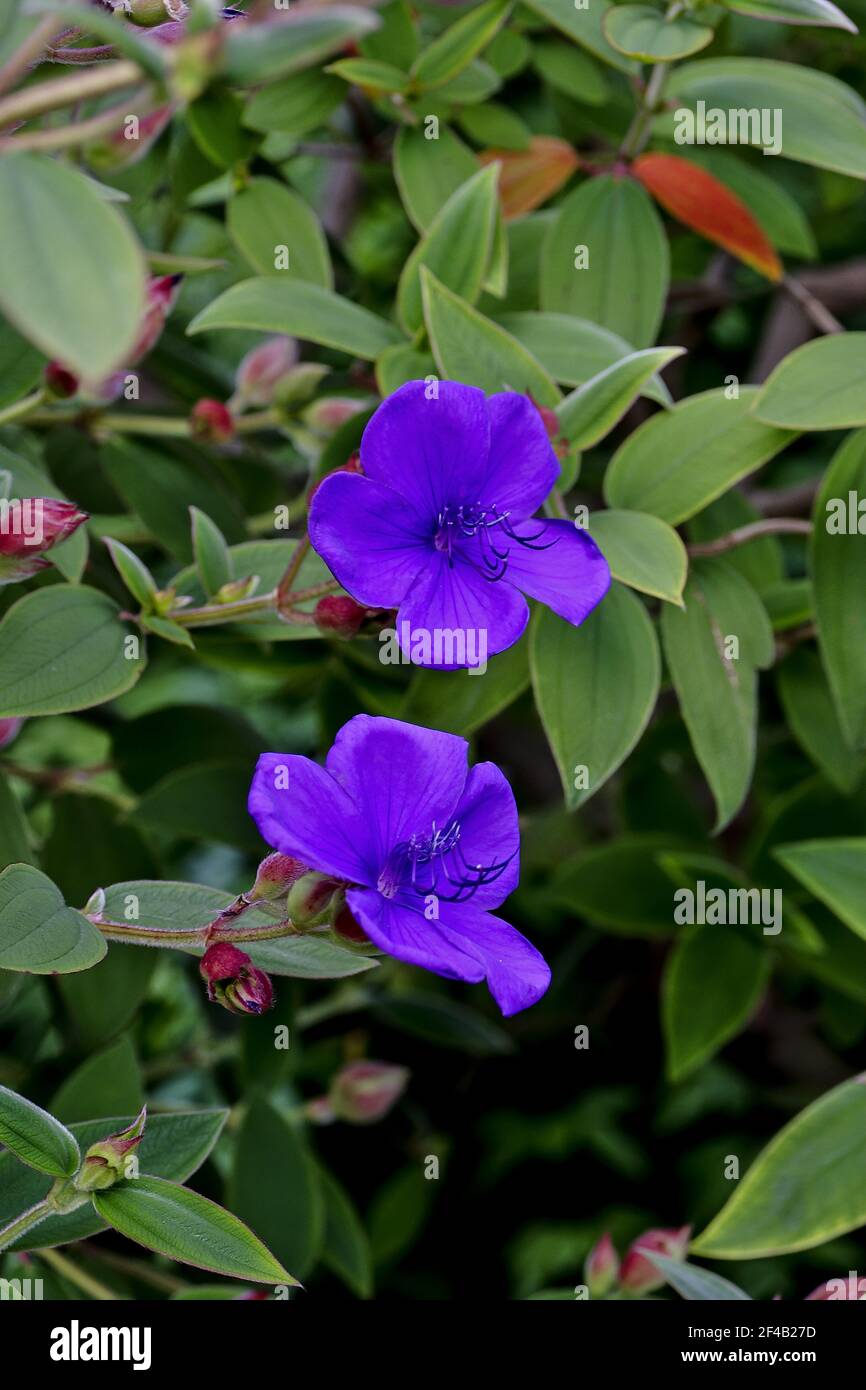 Blue blossom of the princess flower in the summer - Tibouchina urvilleana – Bavaria, Germany, Europe Stock Photo