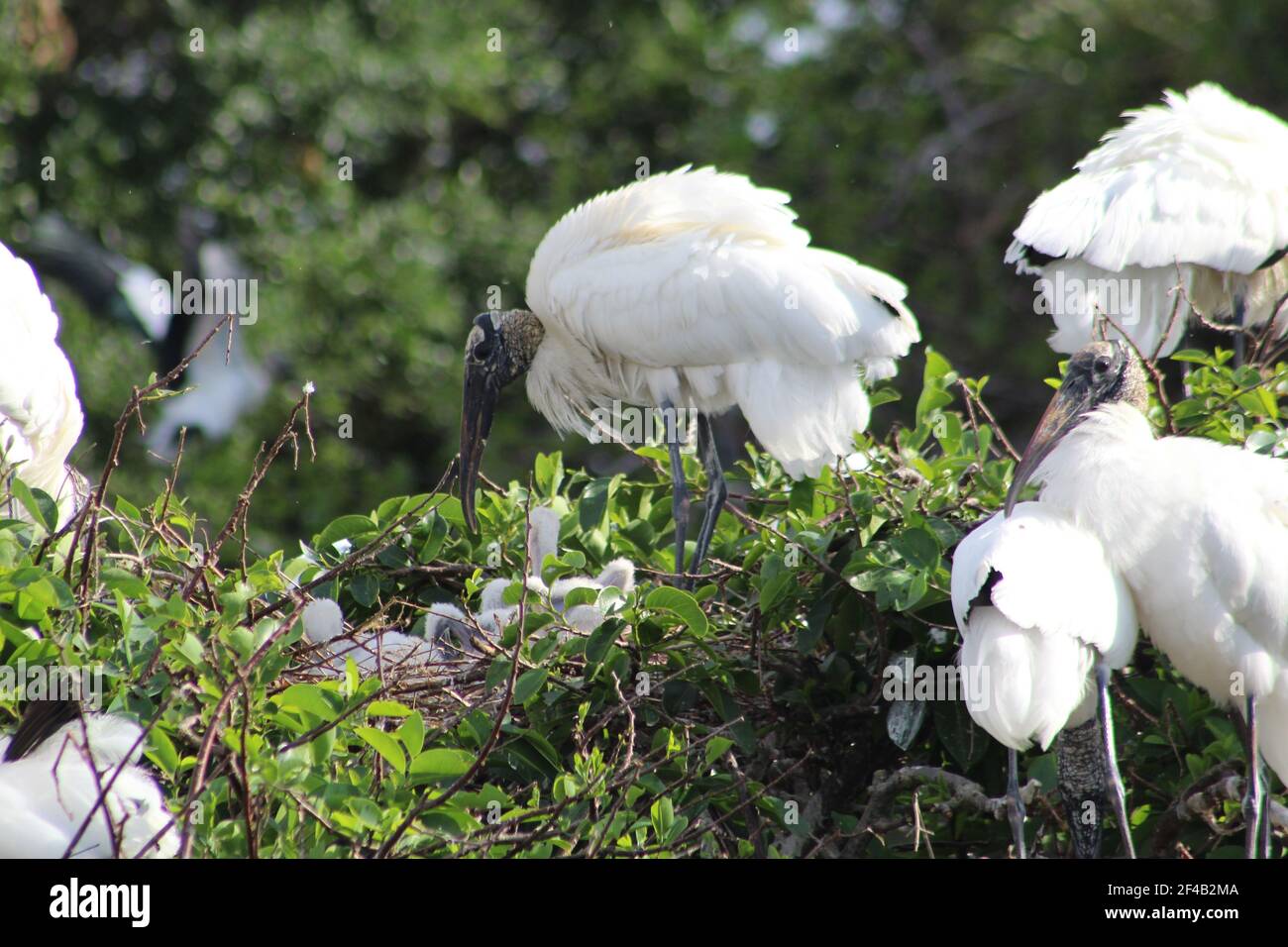 Baby wood stork in a nest. Stock Photo