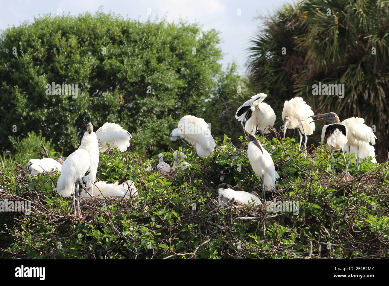 Baby wood stork in a nest. Stock Photo