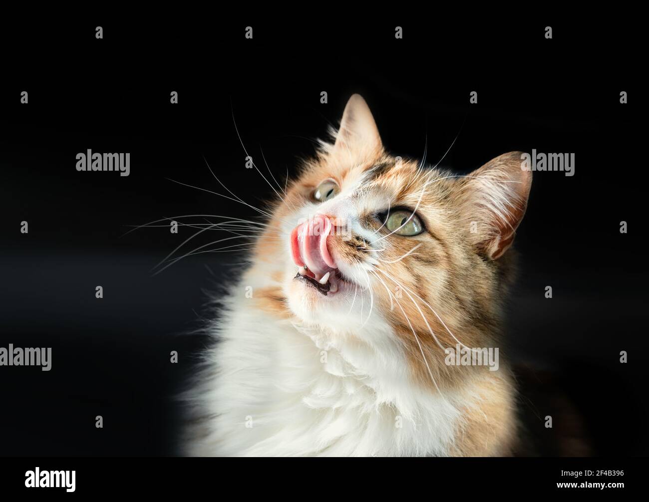 Cat licking lips while waiting for food. Cute female longhair kitty  looking up with long pink tongue out and mouth wide open. Fangs or canine teeth v Stock Photo