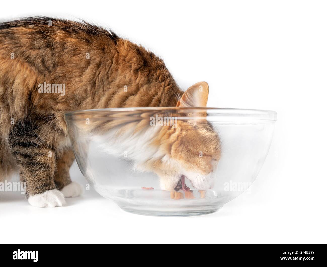 Cat eating the last pieces of kibbles from a way too large food dish