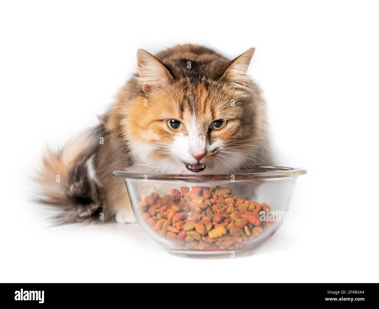 Cat eating kibbles from a bowl. Cute kitty with mouth open behind a