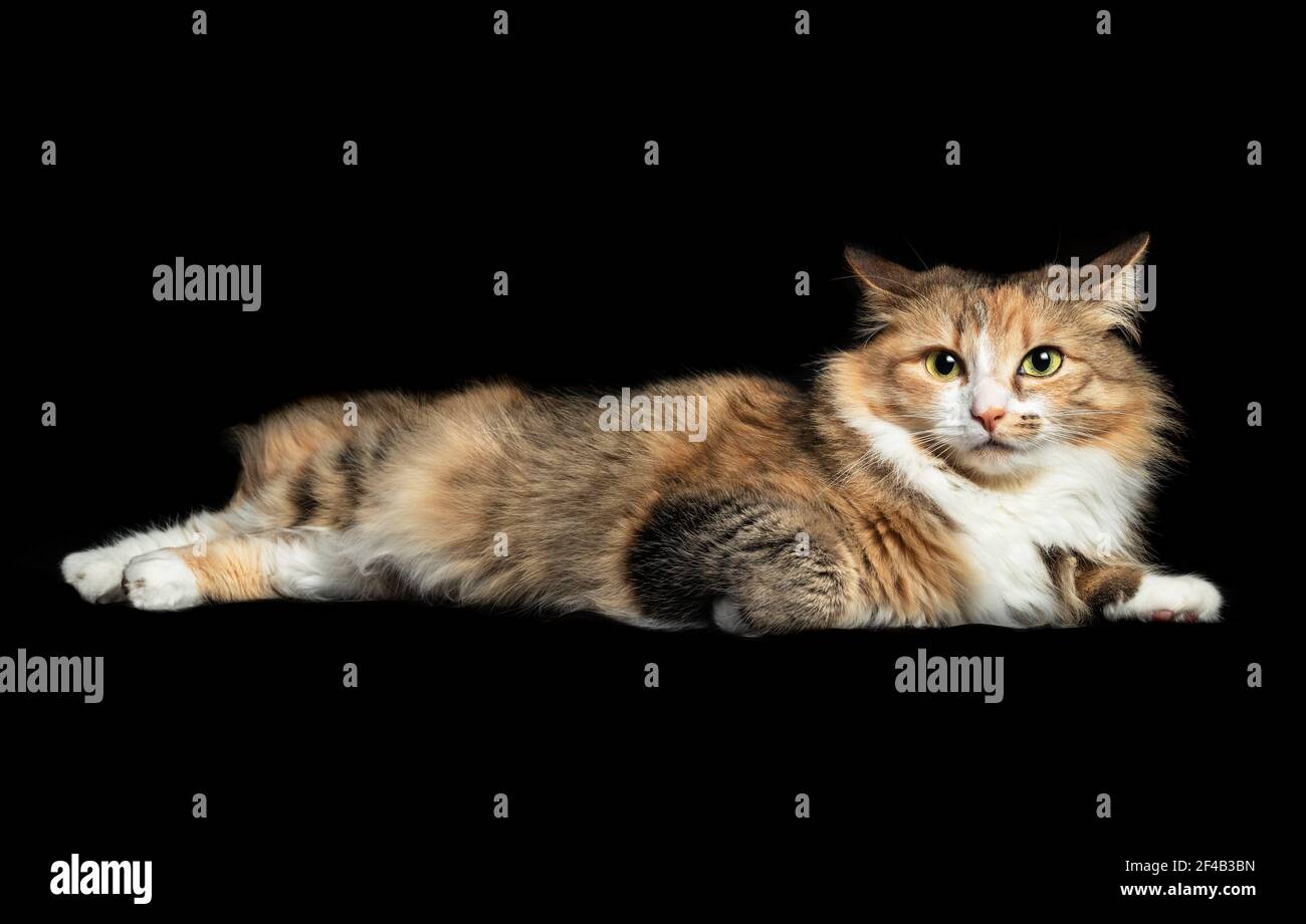 Cat lying sideways with ears turned to the side or backwards. Cute female torbie kitty with irritated expression or alert. Concept for reading or unde Stock Photo