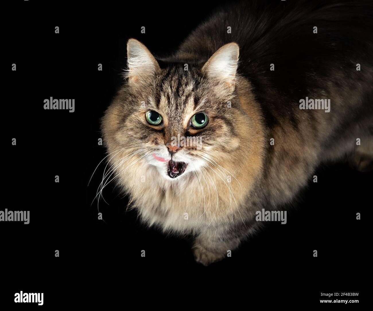 Senior cat licking lips or talking. Beautiful 15 year old female tabby