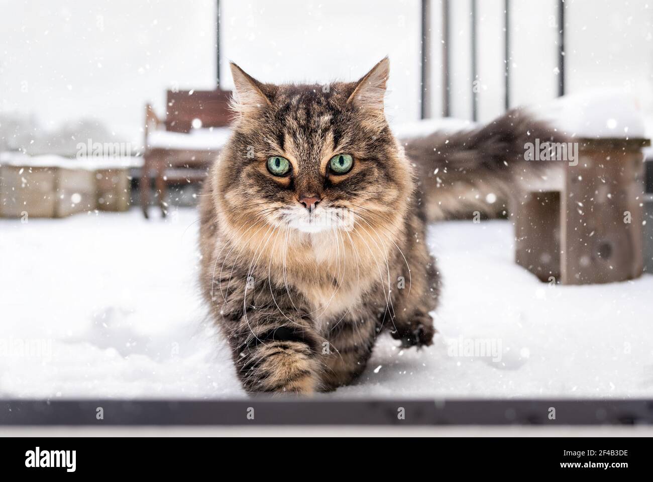 Beautiful cat walking in snow. Female senior tabby cat returning to warm up after adventuring out on patio while snowing. Stunning markings with green Stock Photo