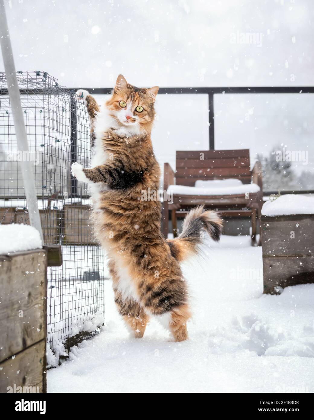 Cat standing upright on hindlegs in snow storm. Cute female kitty  discovered not liking cold snow on patio. She is trying desperately to get  away from Stock Photo - Alamy