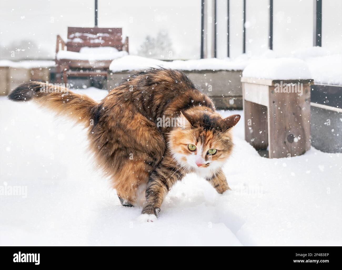 Funny cats in snow hi-res stock photography and images - Alamy Funny cats in snow hi-res stock photography and images - Alamy