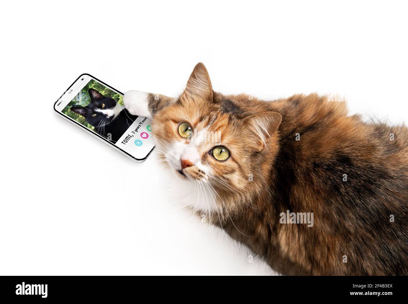 can cats and dogs see phone screens