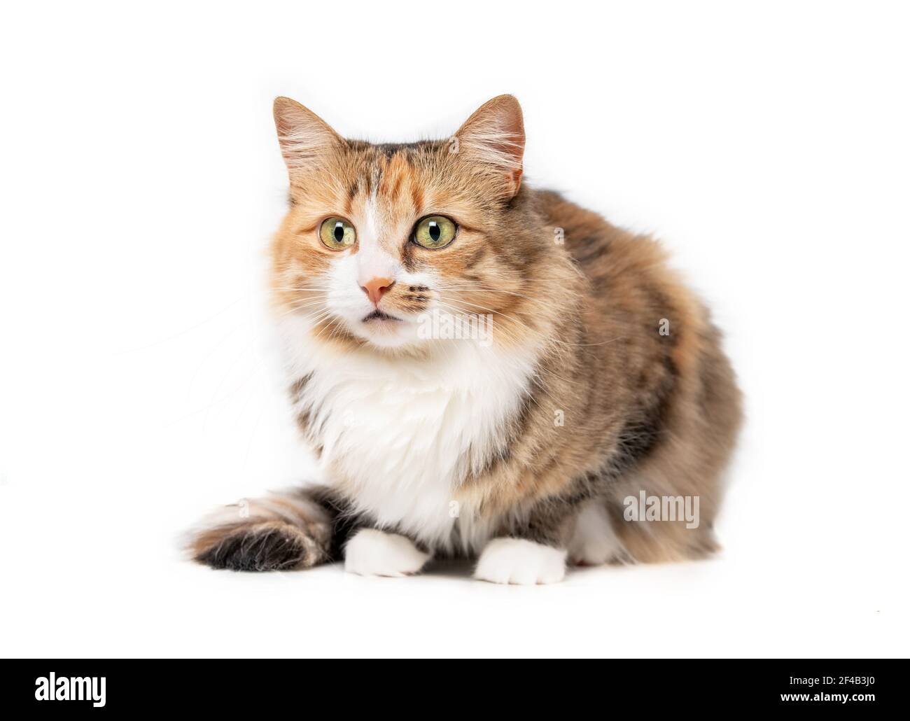 Cat crouching with legs tucked under body, looking interested. Cute full body portrait of female torbie kitty with beautiful asymmetric markings. Sele Stock Photo