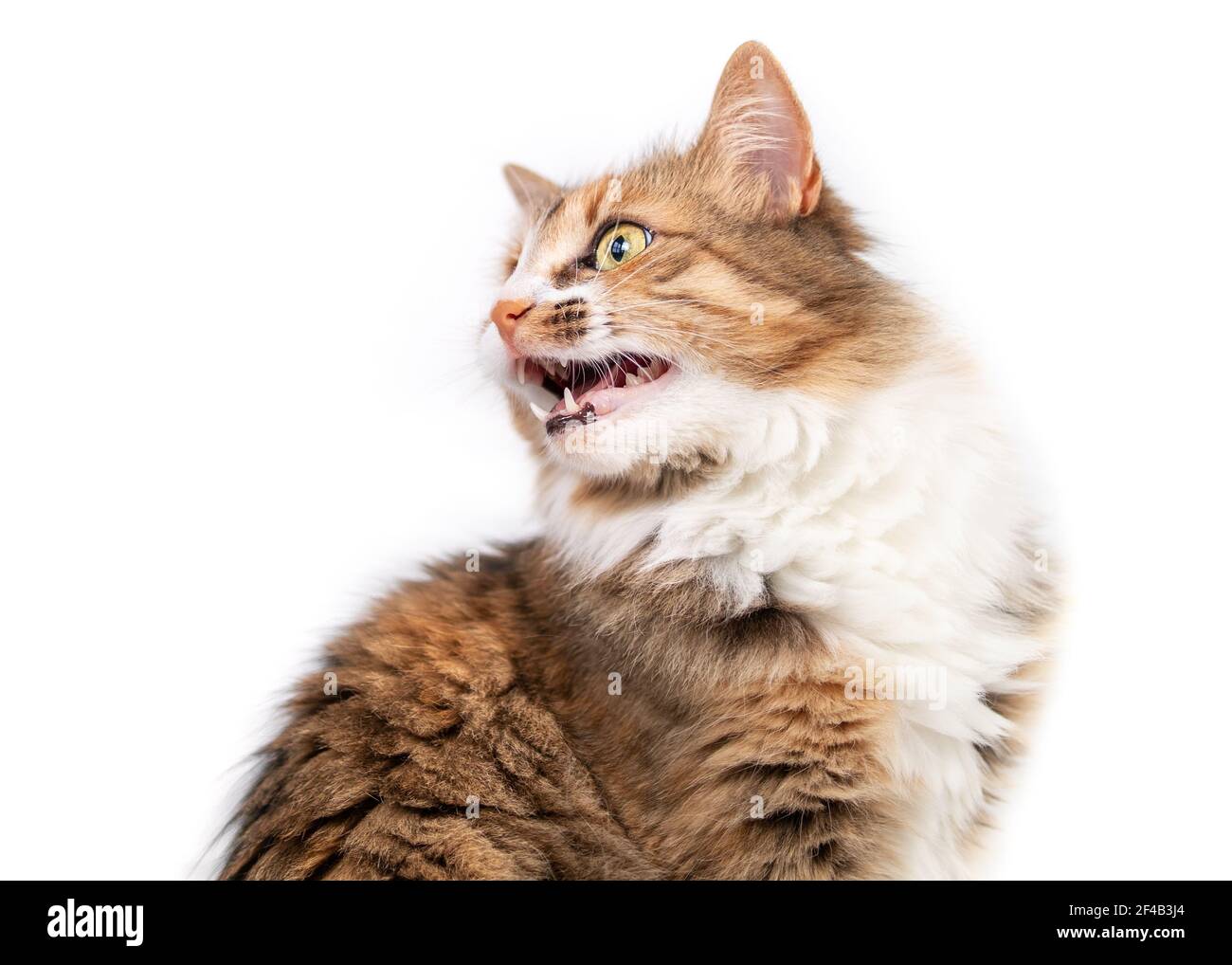 Cat chirping or chattering at something. Cute fluffy female kitty sitting and vocalizing with mouth wide open and visible teeth. Concept for why cats Stock Photo