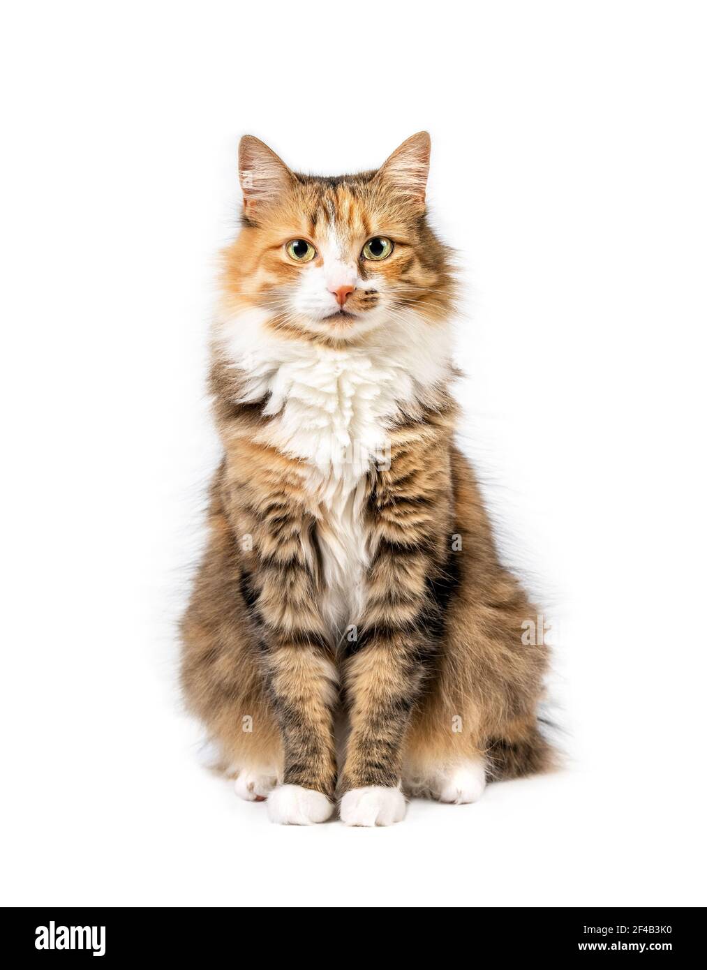 Fluffy cat sitting down. Full body cat portrait. Cute orange, white and black torbie kitty is looking at the camera. Yellow eyes and beautiful asymmet Stock Photo