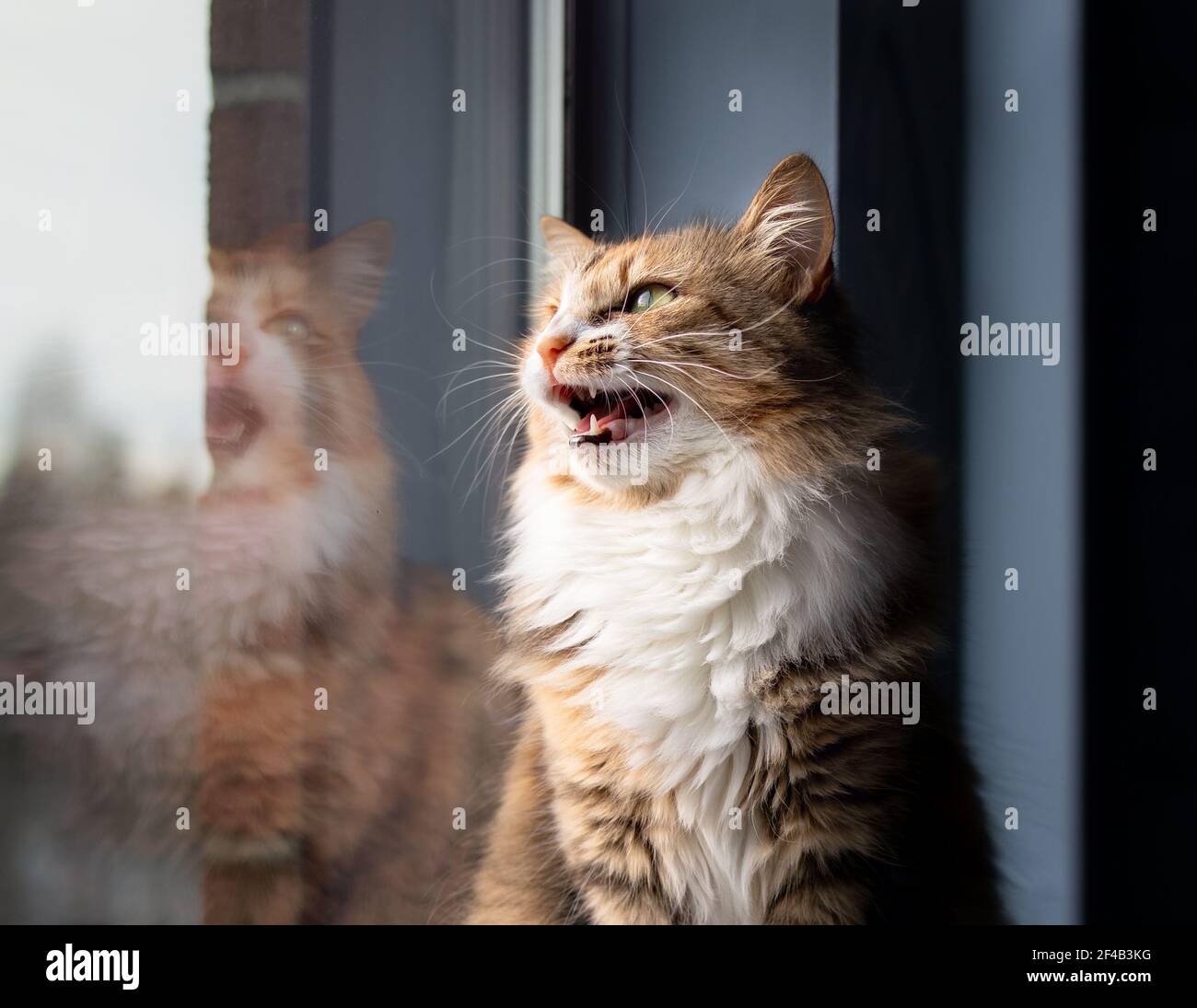 Cat chirping or chattering. Cute kitty sitting on windowsill while vocalizing with mouth wide open. Concept for why cats chirp sounds or cat talking. Stock Photo