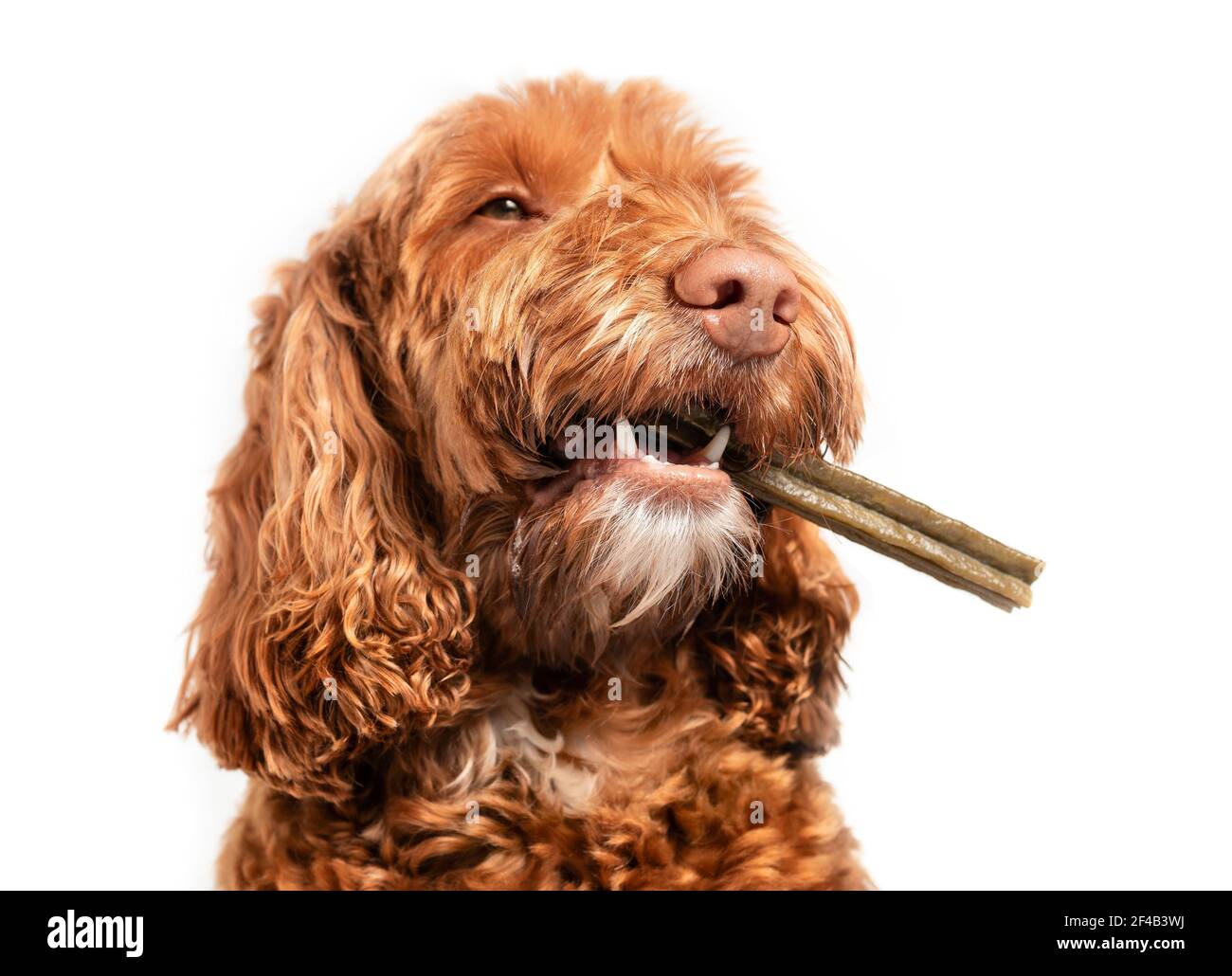 Dog with dental chew bone in mouth. Happy  Labradoodle dog with long stick to the side, like a cigarette. White teeth an fangs visible. Concept for de Stock Photo