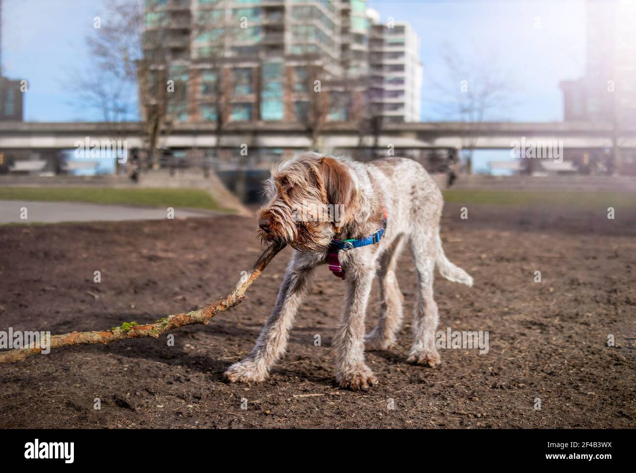 What Does A Puppy With Big Paws Mean