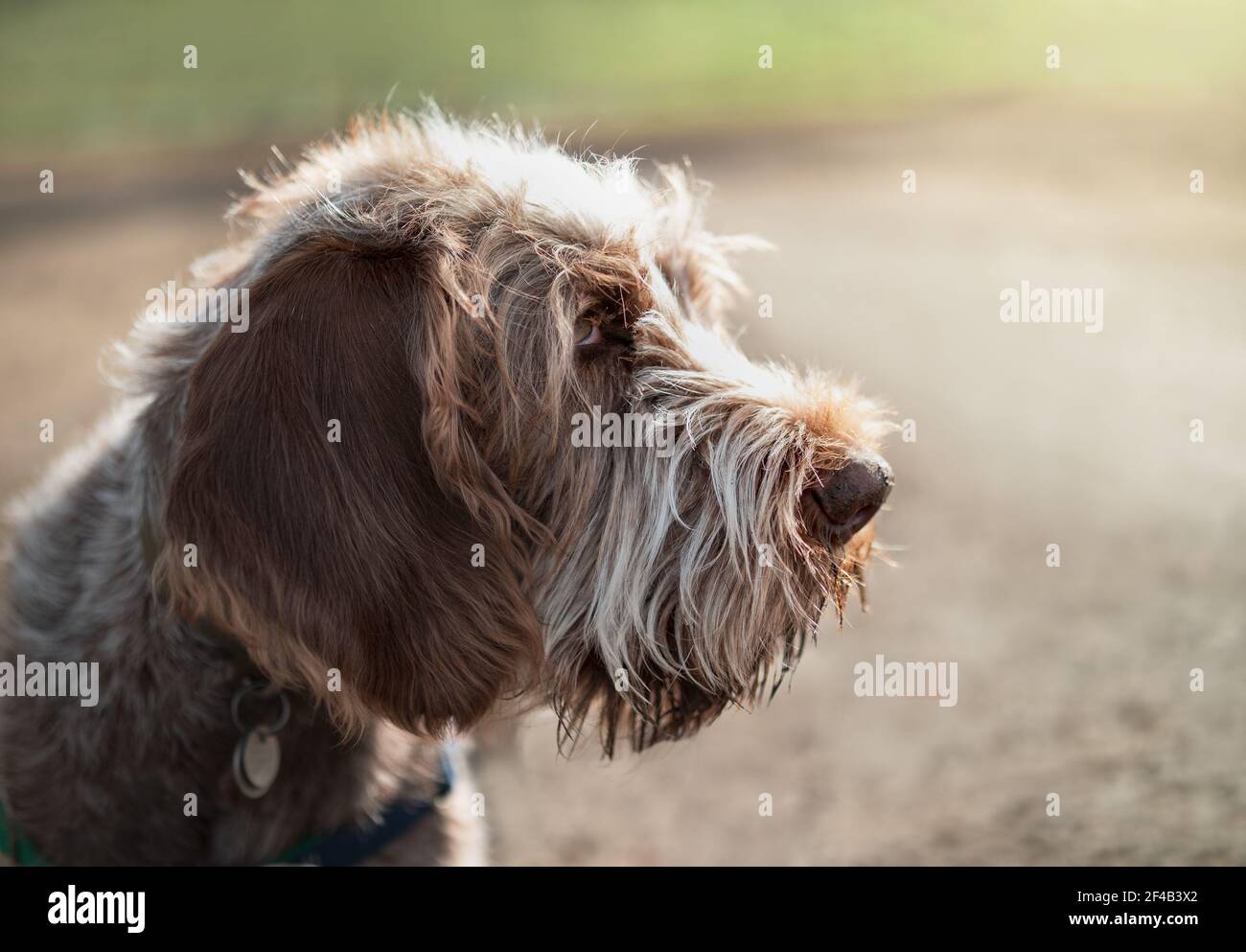 Spinone Italiano puppy dog side profile, early mornings at the dog park. Cute 6 months old brown and white male puppy with sunshine on head. Defocused Stock Photo