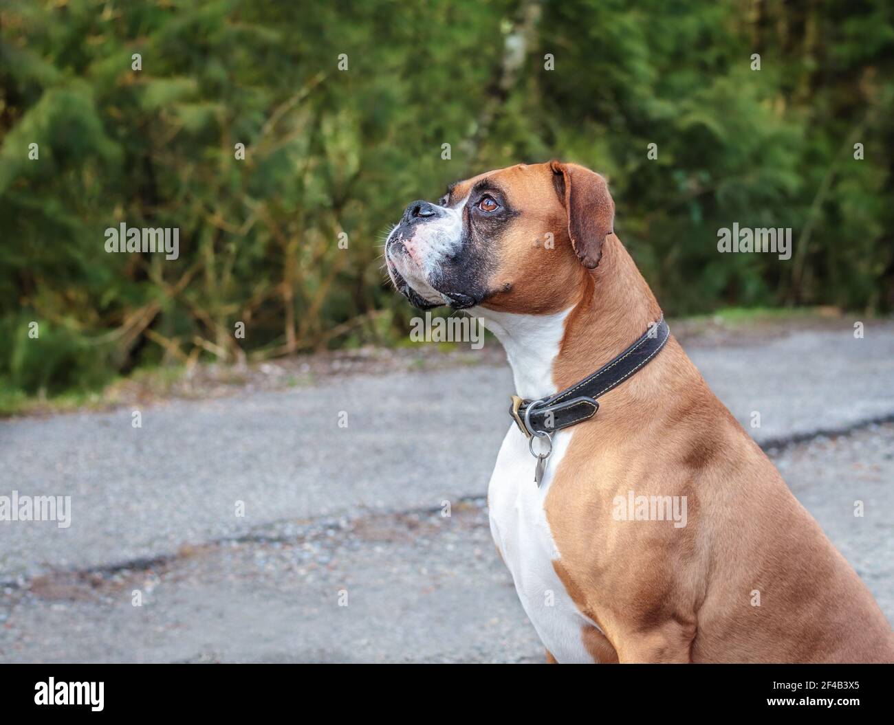 Dog Boxer Fawn And White Sitting On Bentwood Chair Pr 228a 159279 Stock Photo Alamy
