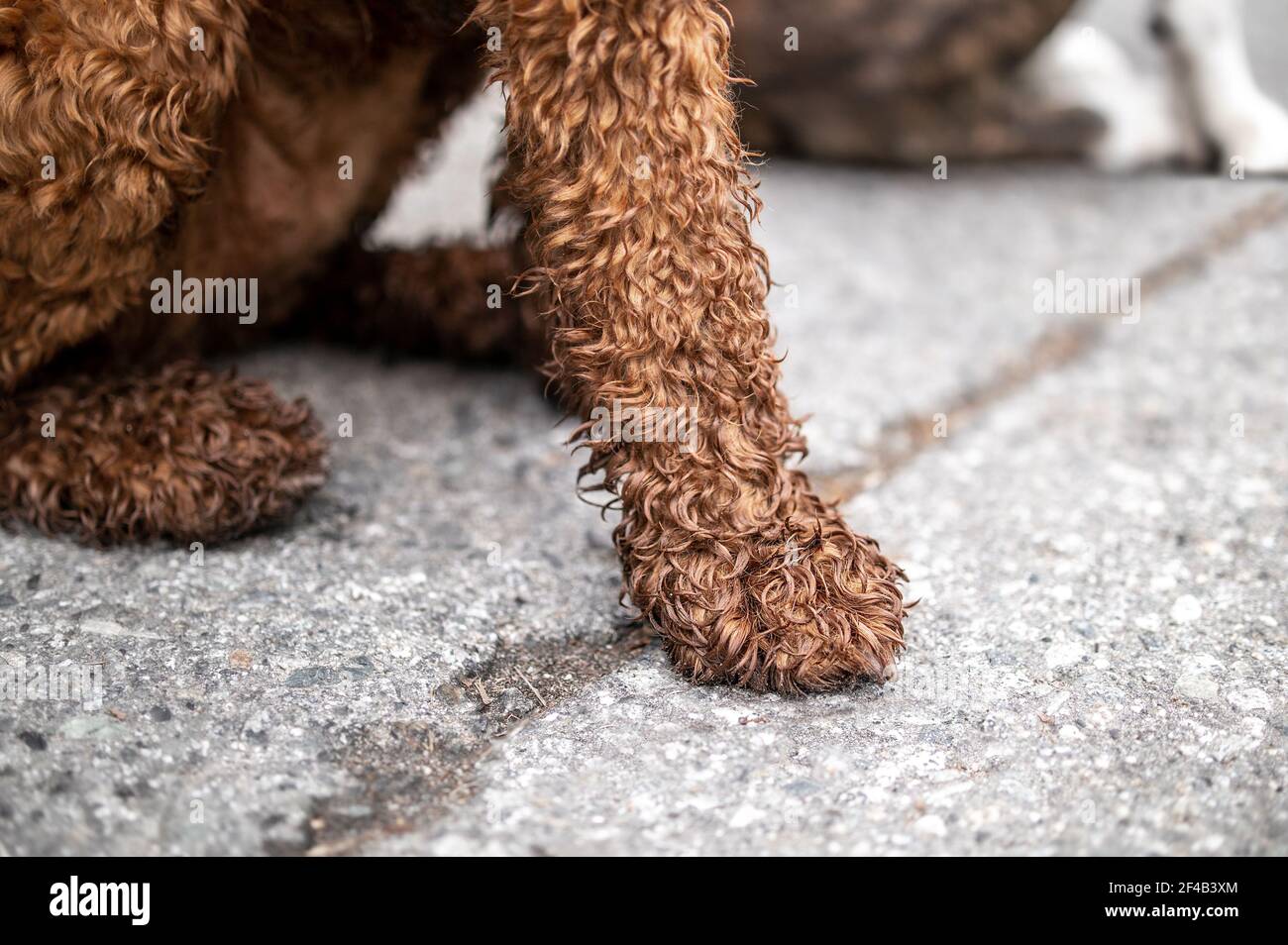 Dirty dog paws after running in the forest or wet ground. Wet and muddy Labradoodle dog front legs. Dog needs a dry rub with towel, cleaning or a bath Stock Photo