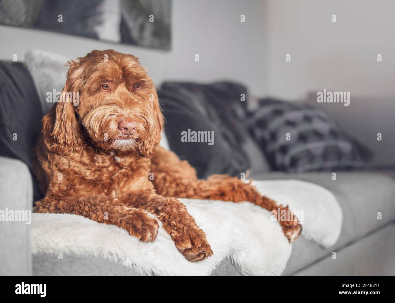 Labradoodle midsize best sale