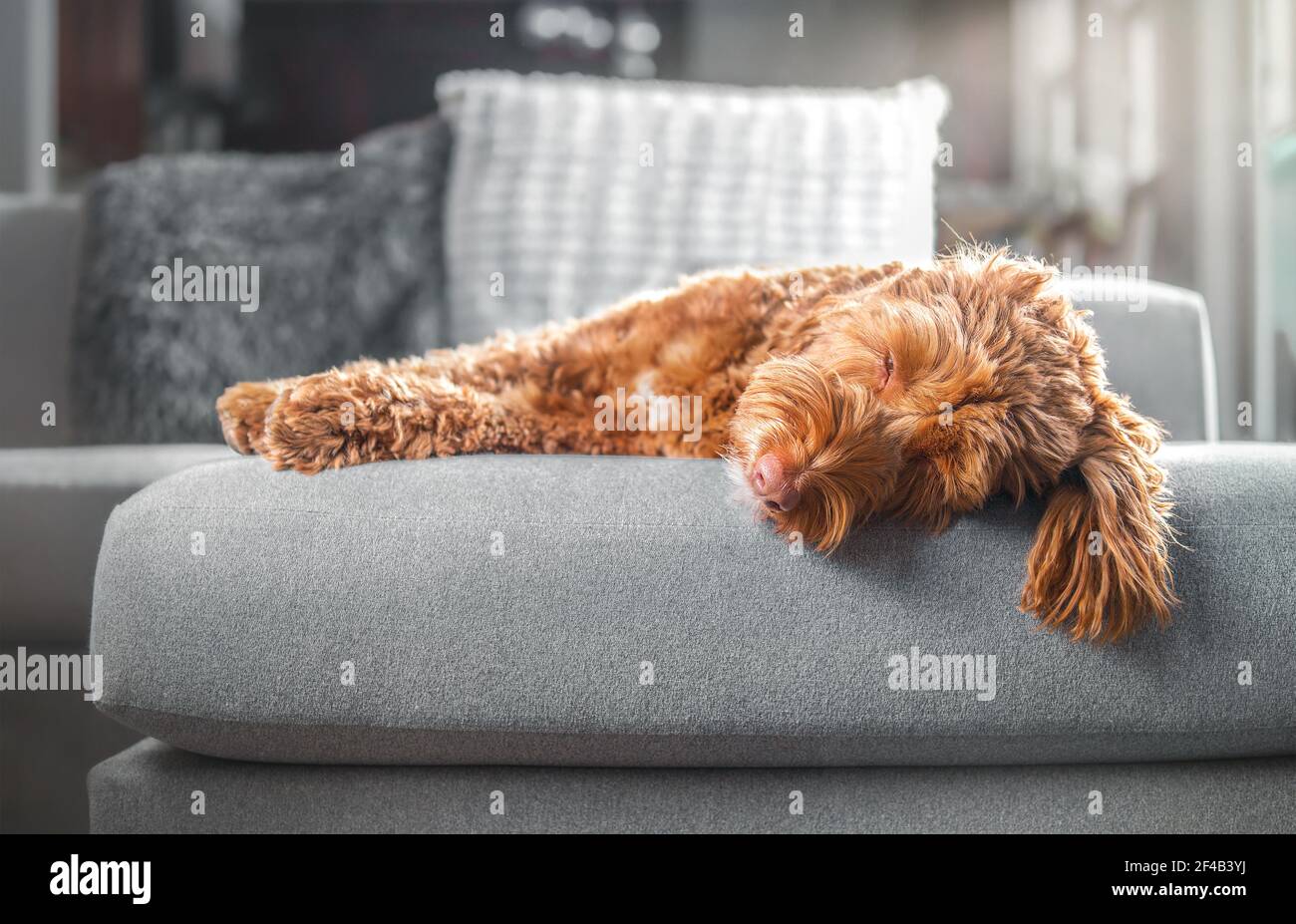 Adult labradoodle dog sleeping on sofa in sunlight. Large female dog is