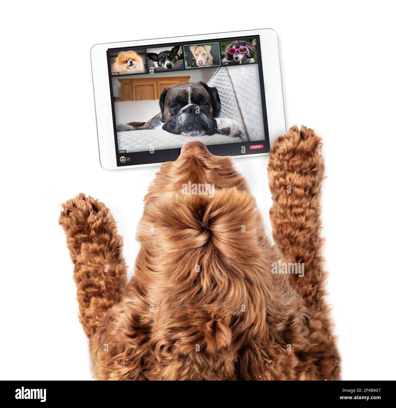 Top view of dog talking to dog friends in video conference. Group of dogs having an online meeting in video call using a laptop. Labradoodle and Boxer Stock Photo