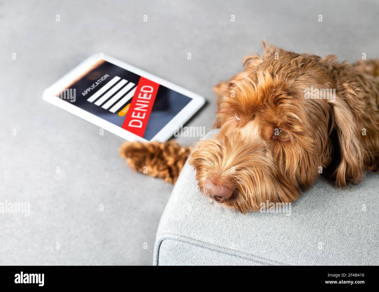 Sad Labradoodle dog with application denied screen on tablet. Pet themed concept for rejection of applications such as credit card, loan, mortgage. Stock Photo