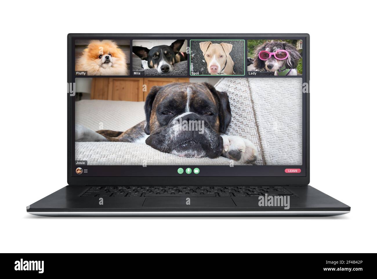 Laptop screen with dogs talking to dog friends in group videocall. Group of pets having an online meeting in video call. Concept for virtual business Stock Photo