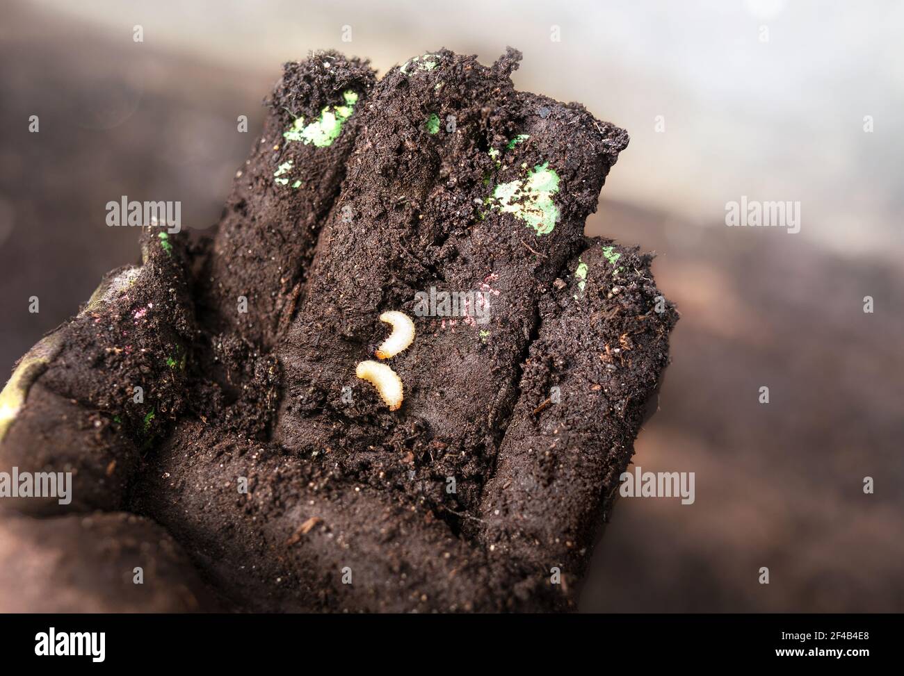 White grubs found during spring soil preparation. Hand in soil covered garden glove is holding two white brown headed weevil larvae. Also know as Sito Stock Photo