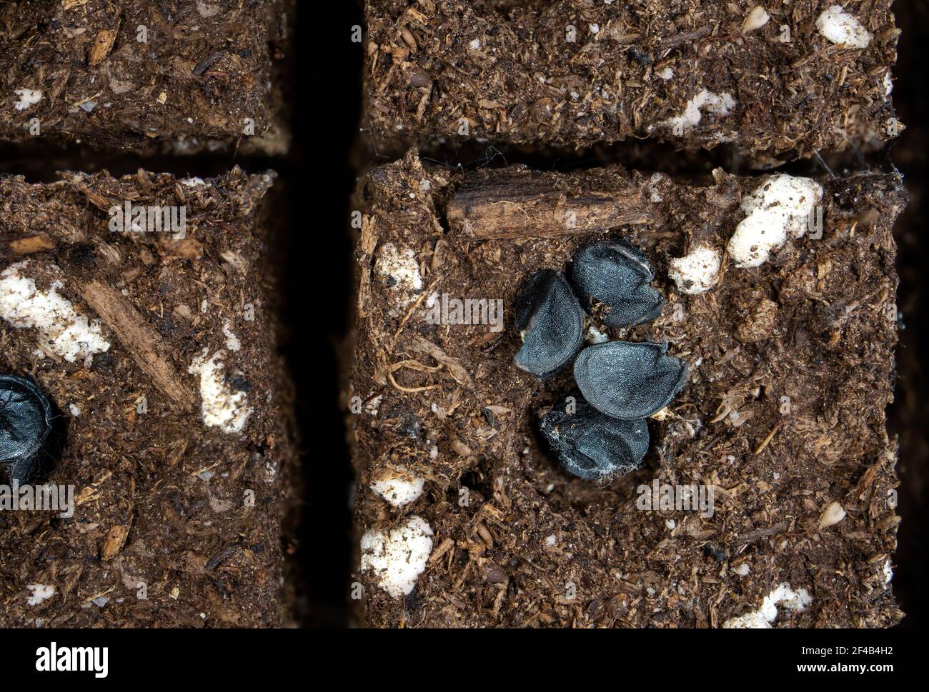 Scallion or spring onion seeds on compressed starter soil, top view. Black flat seeds. (Allium fistulosum) Start planting scallions indoors prior to f Stock Photo