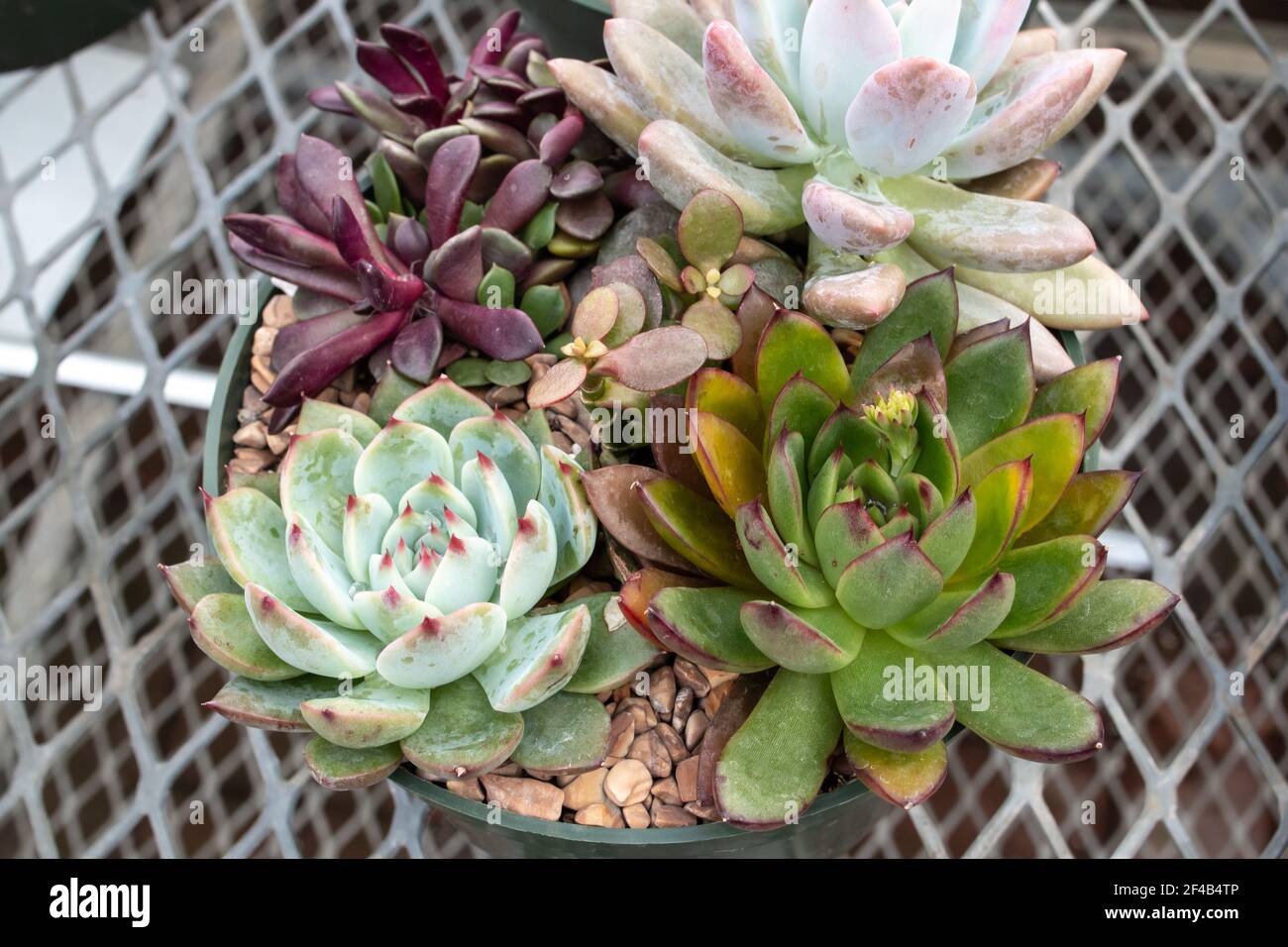 An assortment of succulents, including hens-and-chicks, plush plant and dudleya on the metal grill tables in a London, Canada greenhouse, March 2021. Stock Photo
