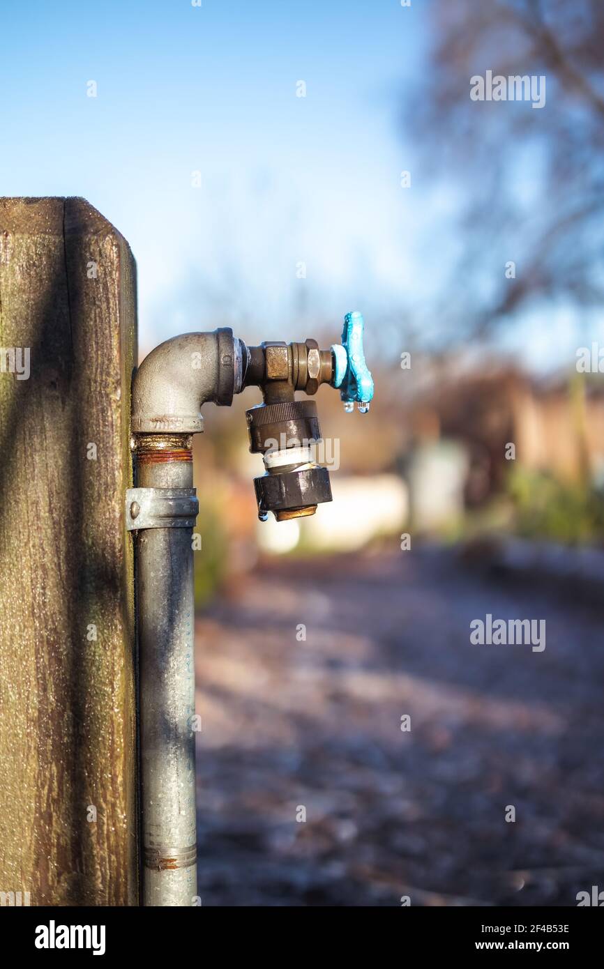 Outdoor faucet in community garden, early winter morning. Condensation drops on shut off valve. Concept for winterizing or maintain outdoor spigots. B Stock Photo