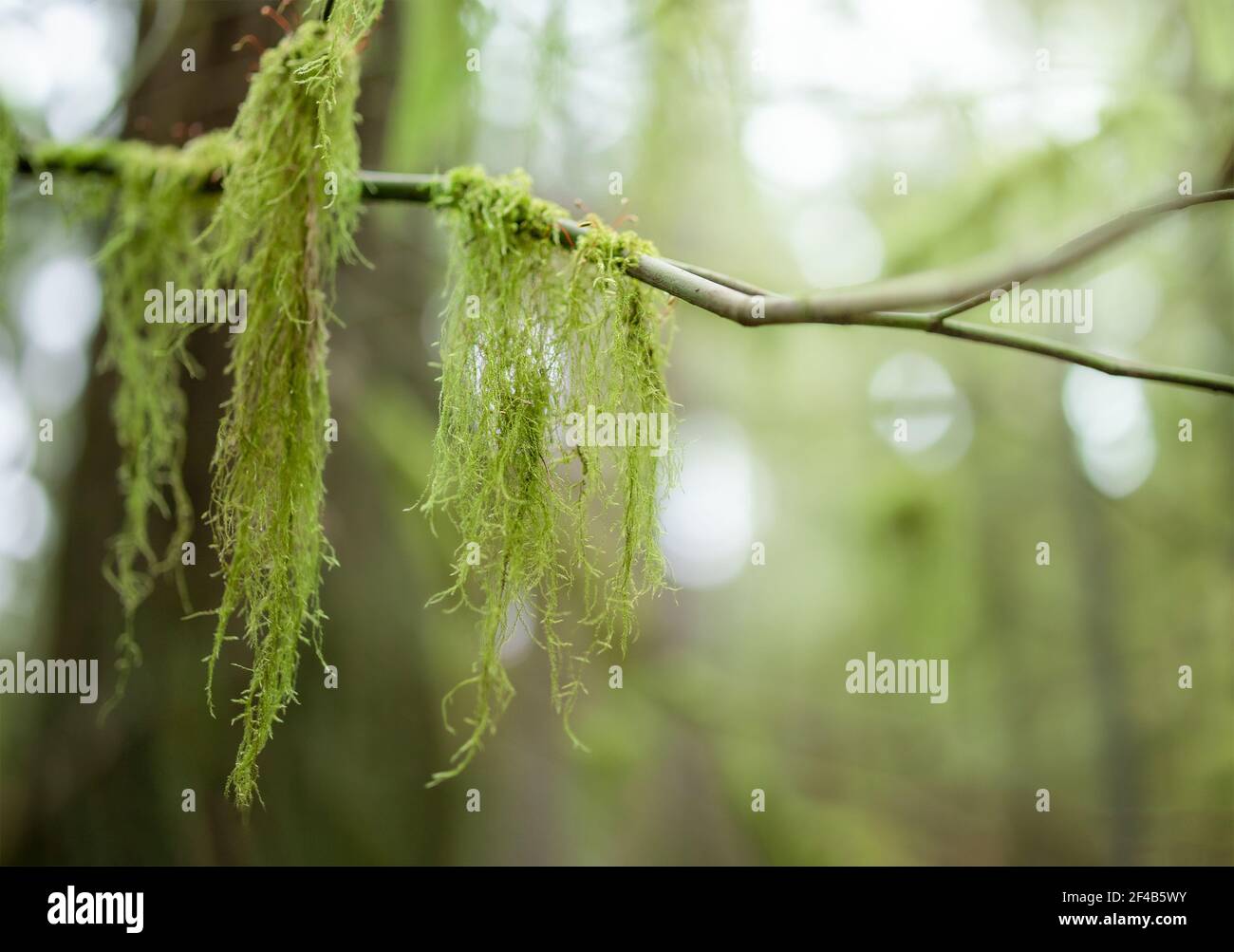 Hanging moss from tree branch in rainforest. Cat's tail moss, reed mace or sothecium myosuroide. Forest backdrop texture. Defocused and abstract tall Stock Photo