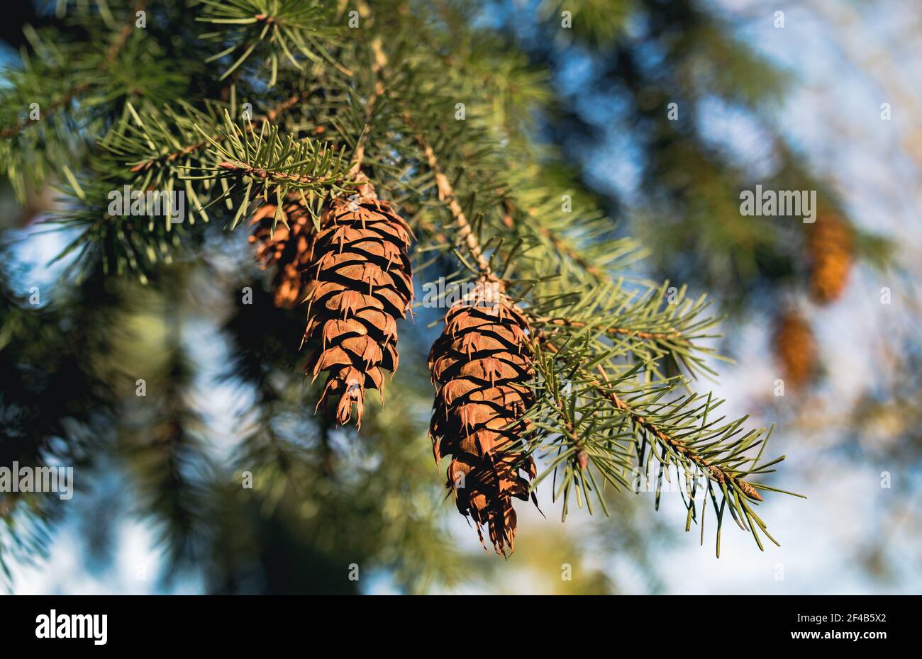 Douglas fir pine cones with long tridentine on tree branch. Oregon pine or Columbian pine. An evergreen conifer species in the pine family. Abstract a Stock Photo