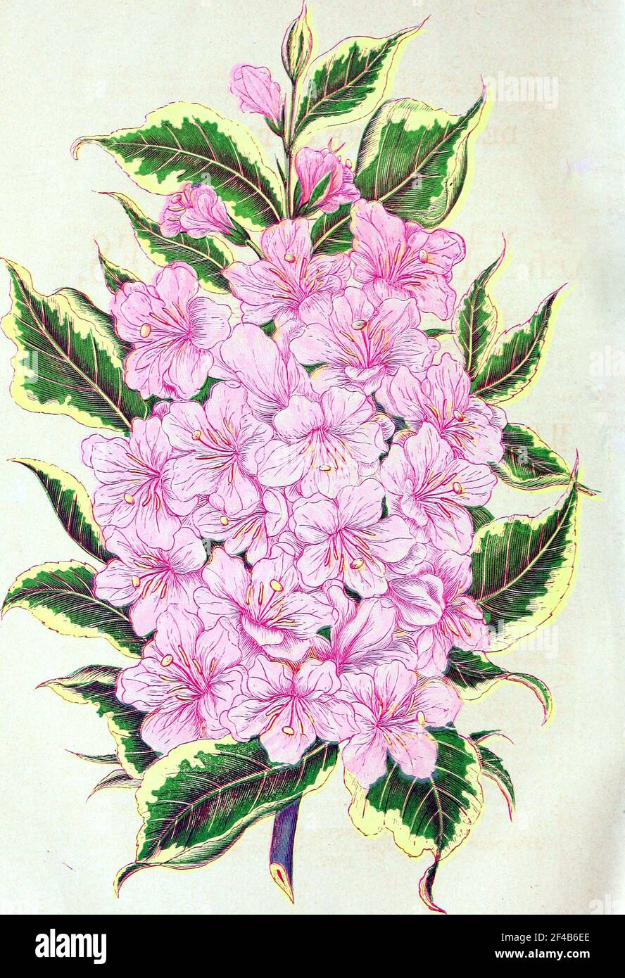 Historical Flower Illustration - VARIEGATED LEAVED WIEGELA - Image from page 7 of "Ellwanger & Barry's descriptive catalogue of hardy ornamental trees and shrubs, roses, etc., etc., etc" (1868) Stock Photo
