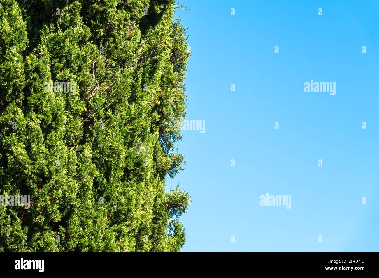 Branches of Cupressus tree on blue sky background. Tall evergreen tree with a pyramidal crown Stock Photo