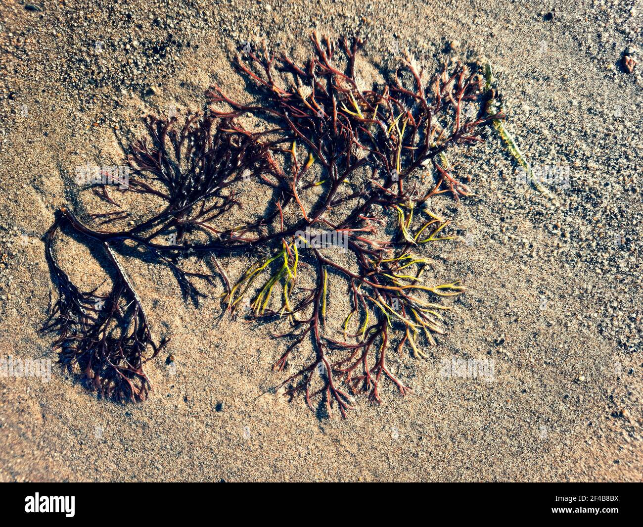 Algae on the sandy seashore. Close-up of seaweed. Stock Photo