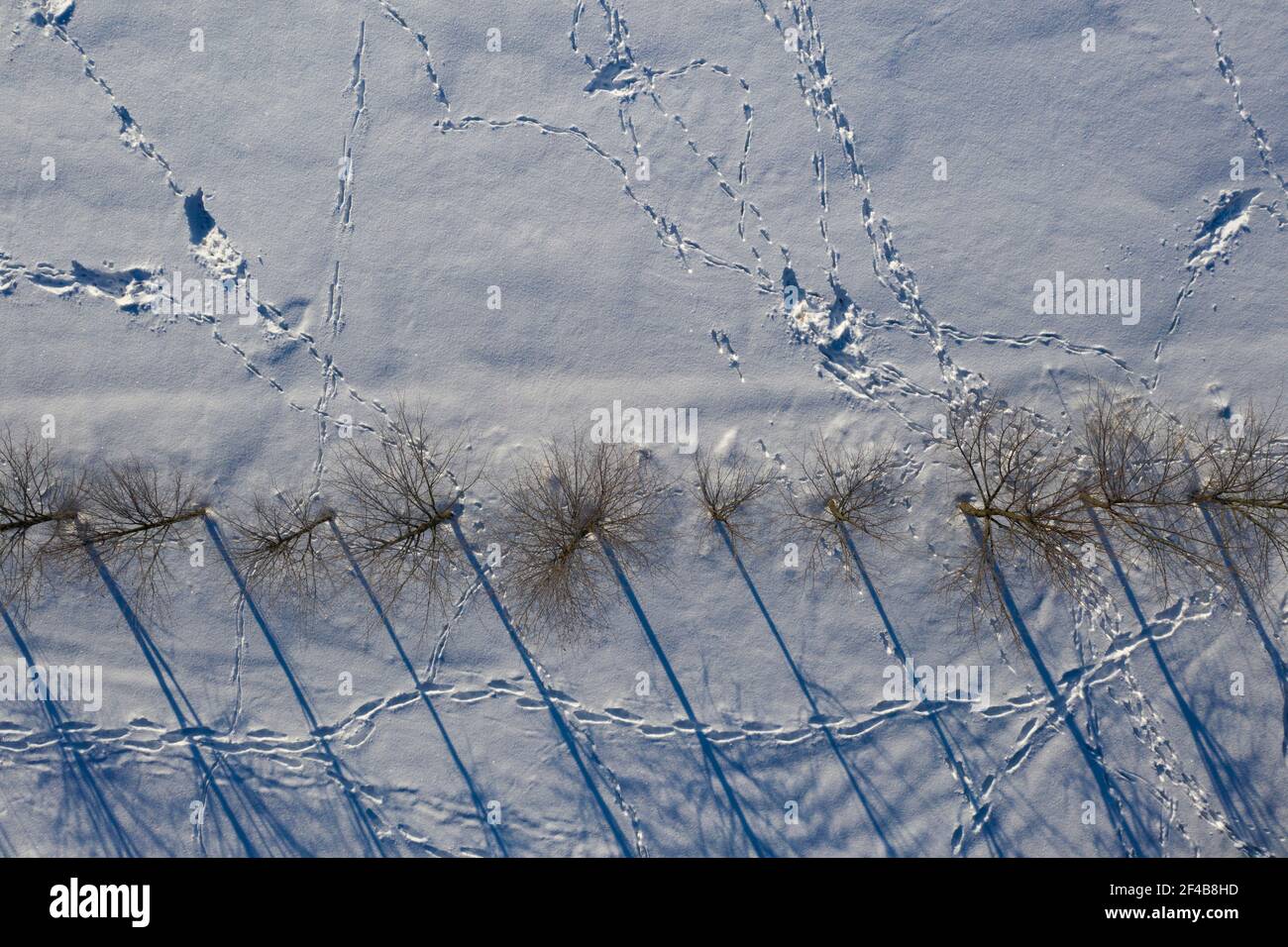 Animals roe deers tracks on winter snowy rapeseed field, aerial view Stock Photo