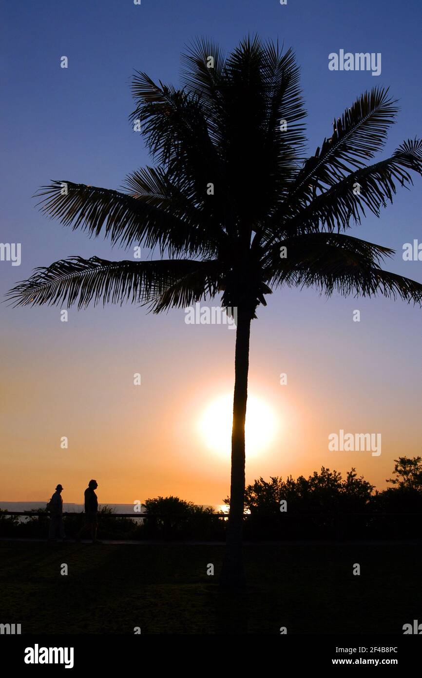 Broome is a coastal, pearling and tourist town in the Kimberley region of Western Australia. Photo shows palm trees at sunset. Stock Photo