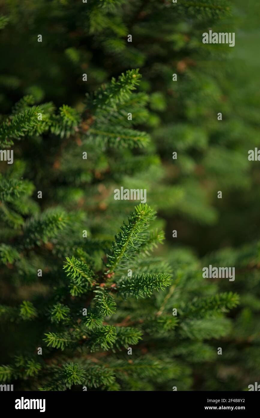 Norway spruce - Picea abies or European spruce new needles. Natural coniferous background texture. Stock Photo